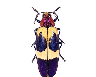 Real metallic beetle Chrysochroa buqueti rugicollis - Unmounted insect for taxidermy art project 40-45mm