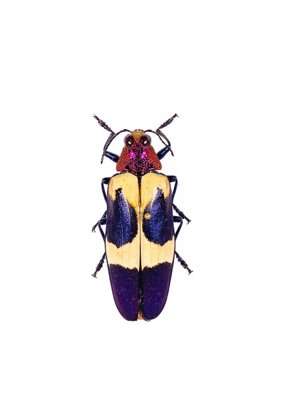 Real Metallic Beetle Chrysochroa Buqueti Rugicollis Thailand - TH