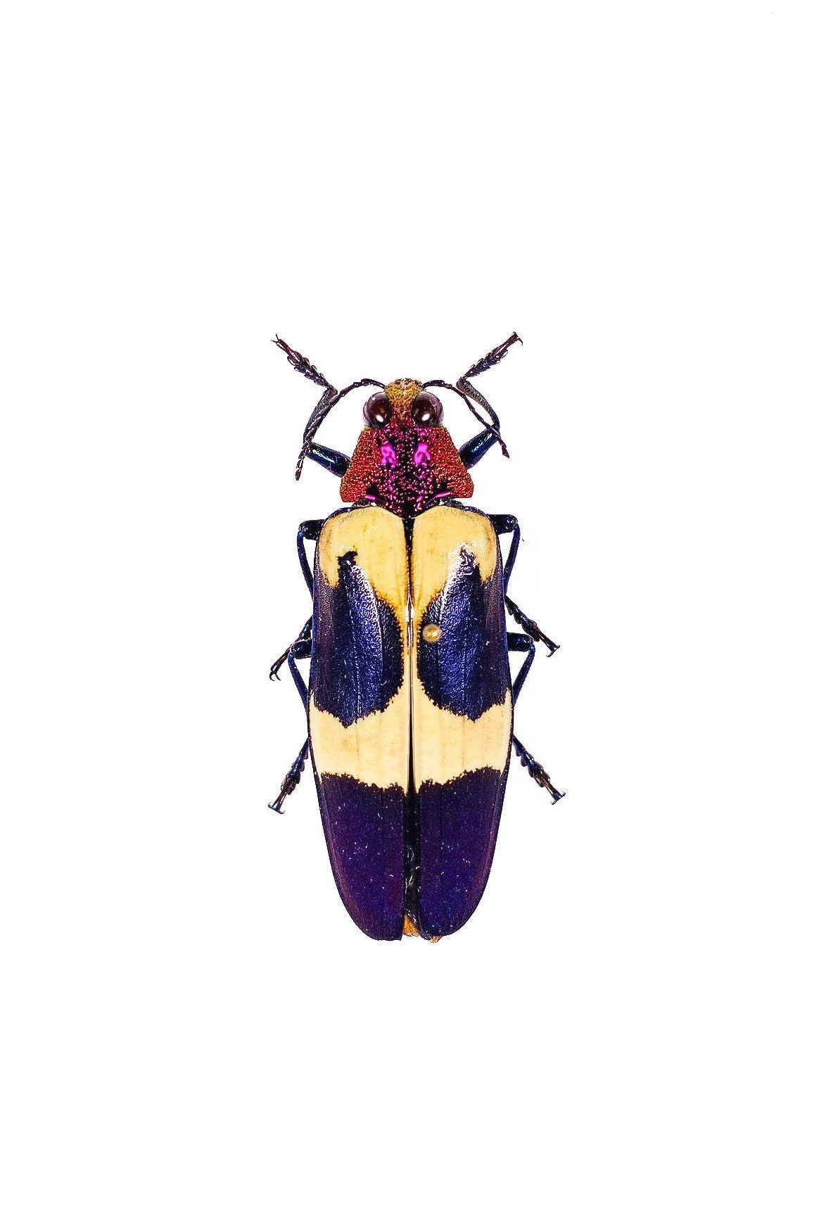Real Metallic Beetle Chrysochroa Buqueti Rugicollis Thailand - TH