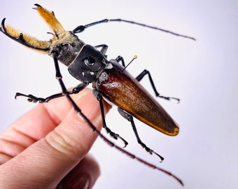 Callipogon barbatus ペルー (PE) - 野生捕獲 - 剥製美術工芸品