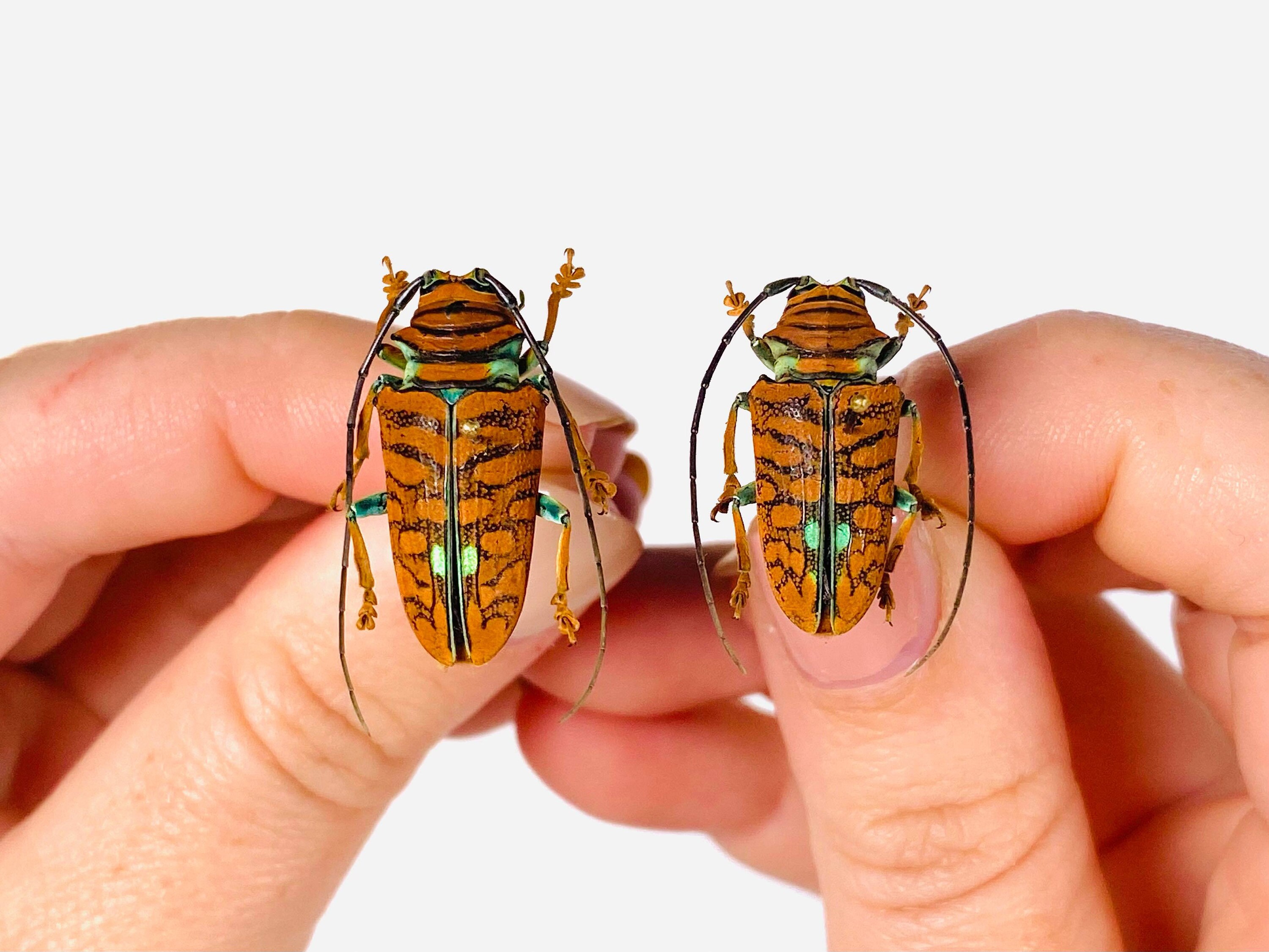 標本 Uganda Mesotopus imperator 80mm Orange Long Horned African Beetle Sternotomis Chrysopras Uganda