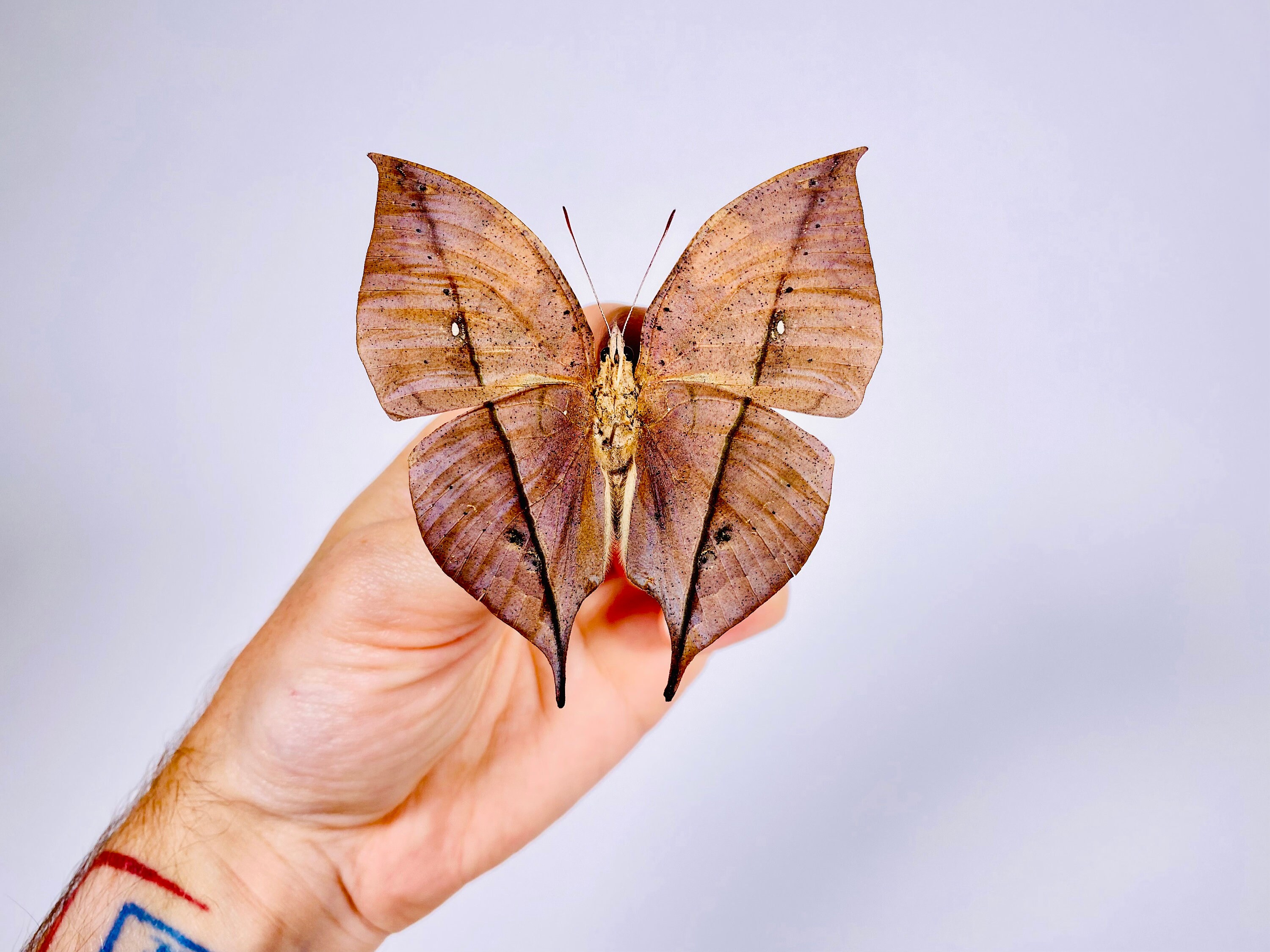 Kallima inachus chinensis CN 中国枯れ葉蝶本物の蝶、剥製アート