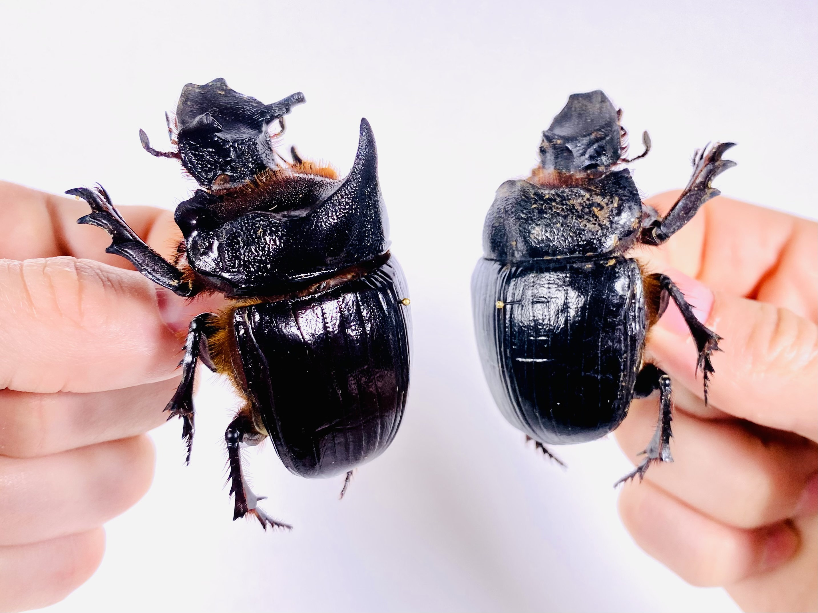 Real Elephant Dung Beetle Specimen (Heliocopris Dominus) - Framed Taxidermy Insect Collection - View #10