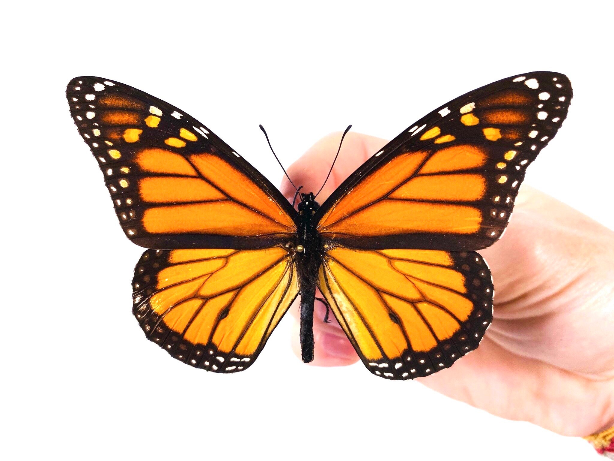 Danaus Plexippus From Peru - PE, Unmounted for Insect Artwork