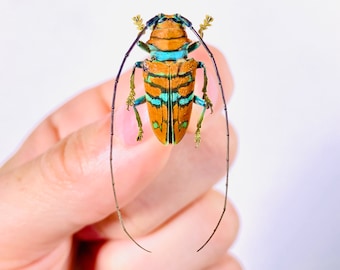 Sternotomis pulchra Orange long horned african beetle Unmounted for artwork taxidermy art project insect collection