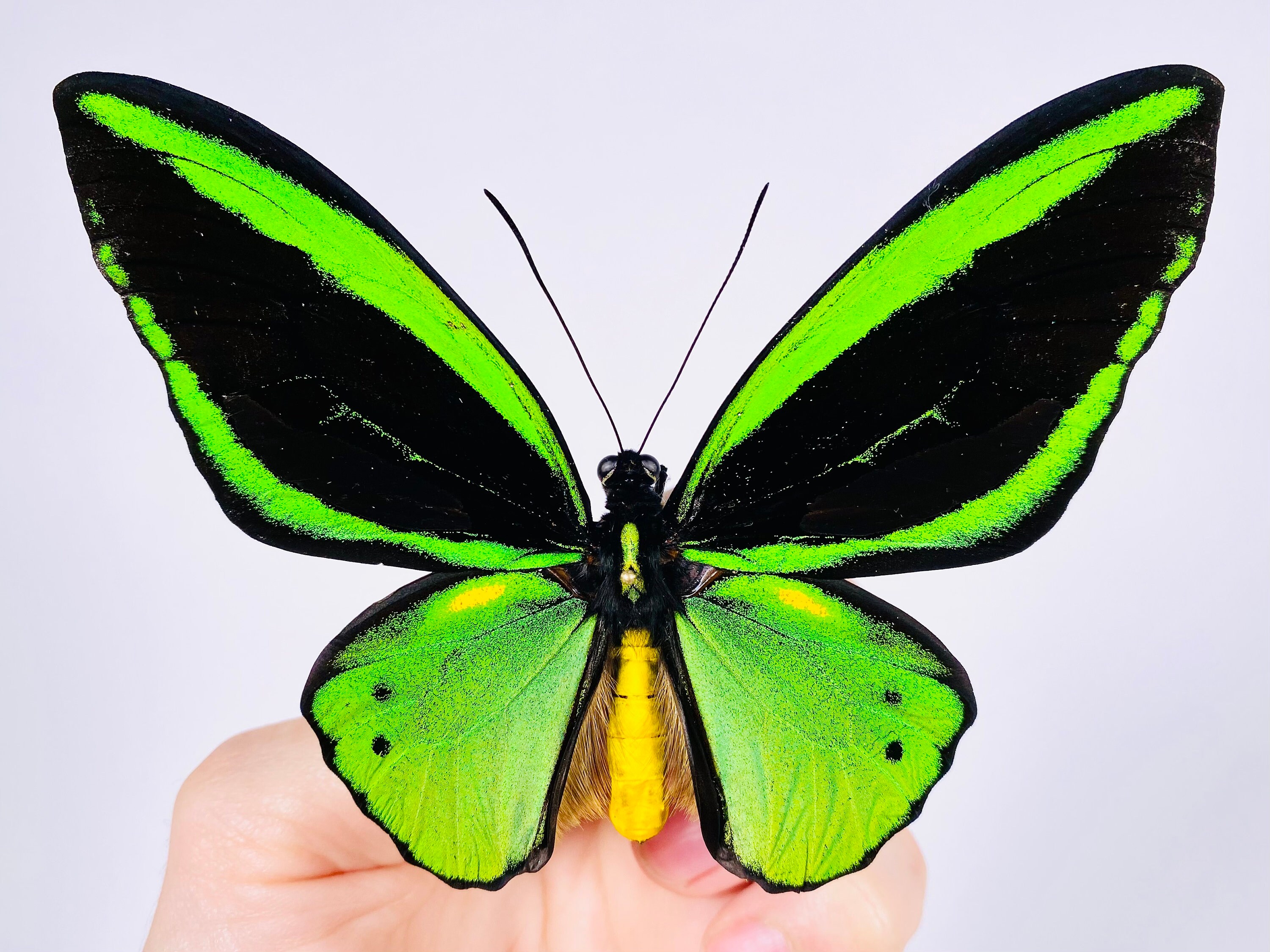 Ornithoptera priamus ♂♀ 標本 il_fullxfull.4120943126_srdz.jpg