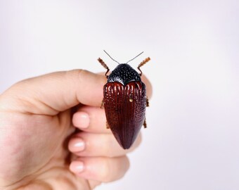 Jewel Beetle Sternocera Hildebrandti Kenya - KE Unmonted for