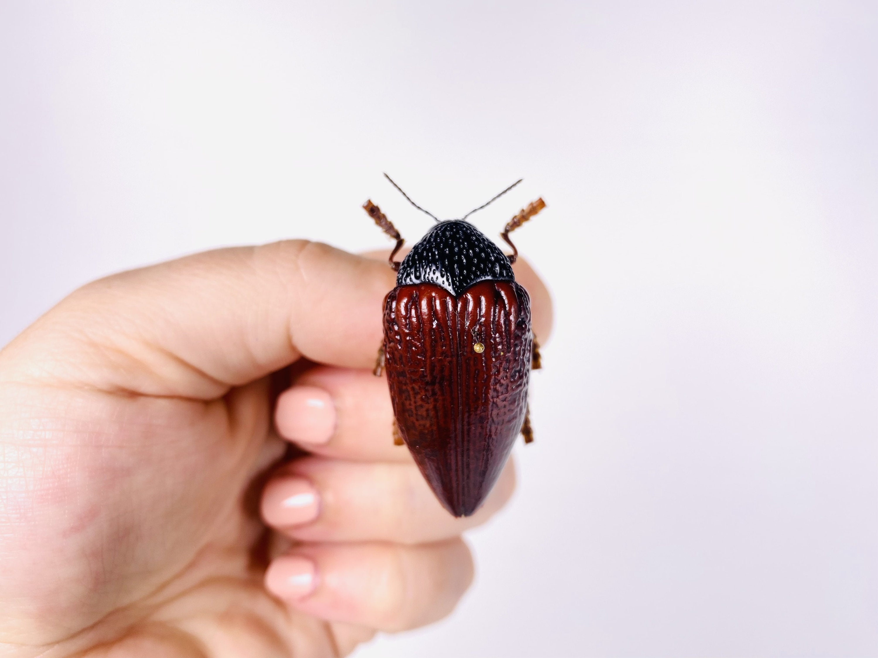 Jewel Beetle Sternocera Hildebrandti Kenya - KE Unmonted for