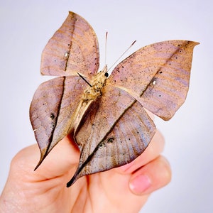 Kallima inachus chinensis dead leaf butterfly real butterfly unmounted for artwork taxidermy art project insect collection image 6