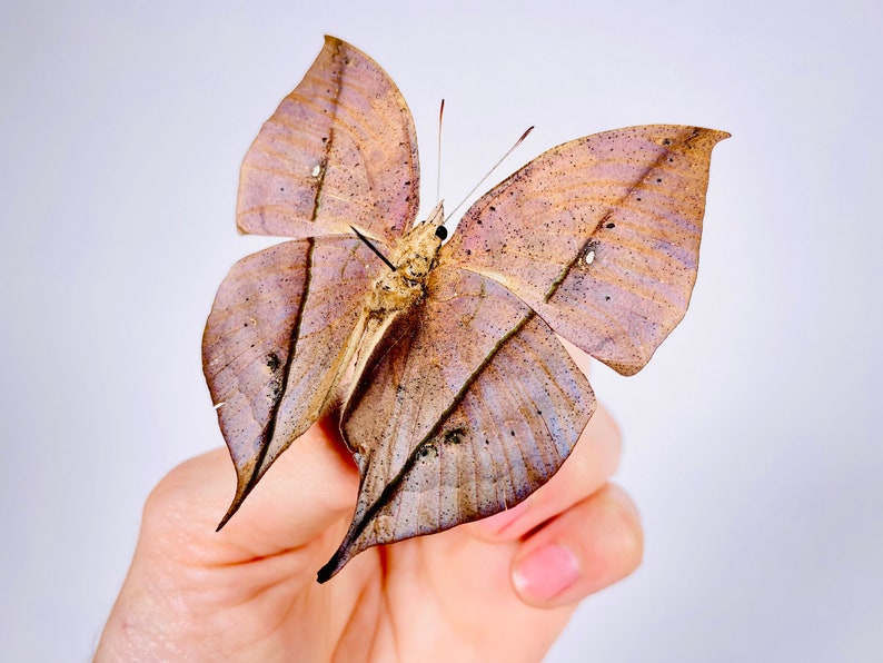 Kallima inachus chinensis dead leaf butterfly real butterfly unmounted for artwork taxidermy art project insect collection image 6