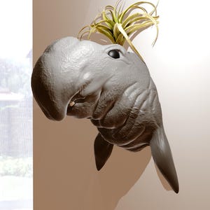 May include: A gray ceramic sculpture of a manatee with a small plant growing out of its head. The sculpture is mounted on a wall.
