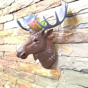 May include: A brown moose head wall decor with gray antlers and a small succulent arrangement. The moose head is mounted on a textured stone wall, creating a rustic and natural aesthetic.