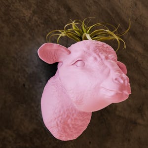 May include: A pink ceramic sheep head planter with a small air plant growing out of the top.