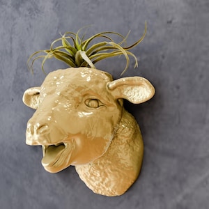 May include: A gold ceramic sheep head planter with an air plant growing out of the top.