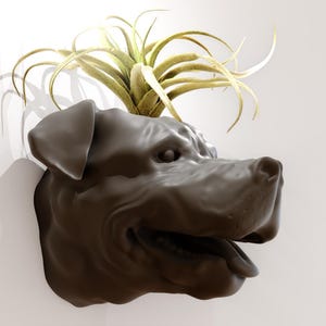 May include: A brown ceramic dog head planter with a green air plant growing out of the top.