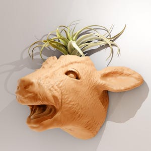 May include: A terracotta animal head planter with an air plant growing out of the top. The animal head is a stylized version of a deer or a cow, with large ears and a wide open mouth. The planter is a great way to add a touch of whimsy and nature to any room.
