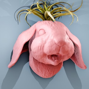 May include: A pink ceramic rabbit planter with a green air plant growing out of the top. The rabbit has a wide-eyed, surprised expression.
