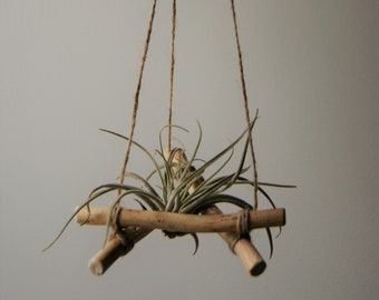 Driftwood Air Plant Hanger - Natural Twine - Airplant Holder - Boho Decor - Gift  For Her- Hanger - Plant Lover - With or Without Live Plant