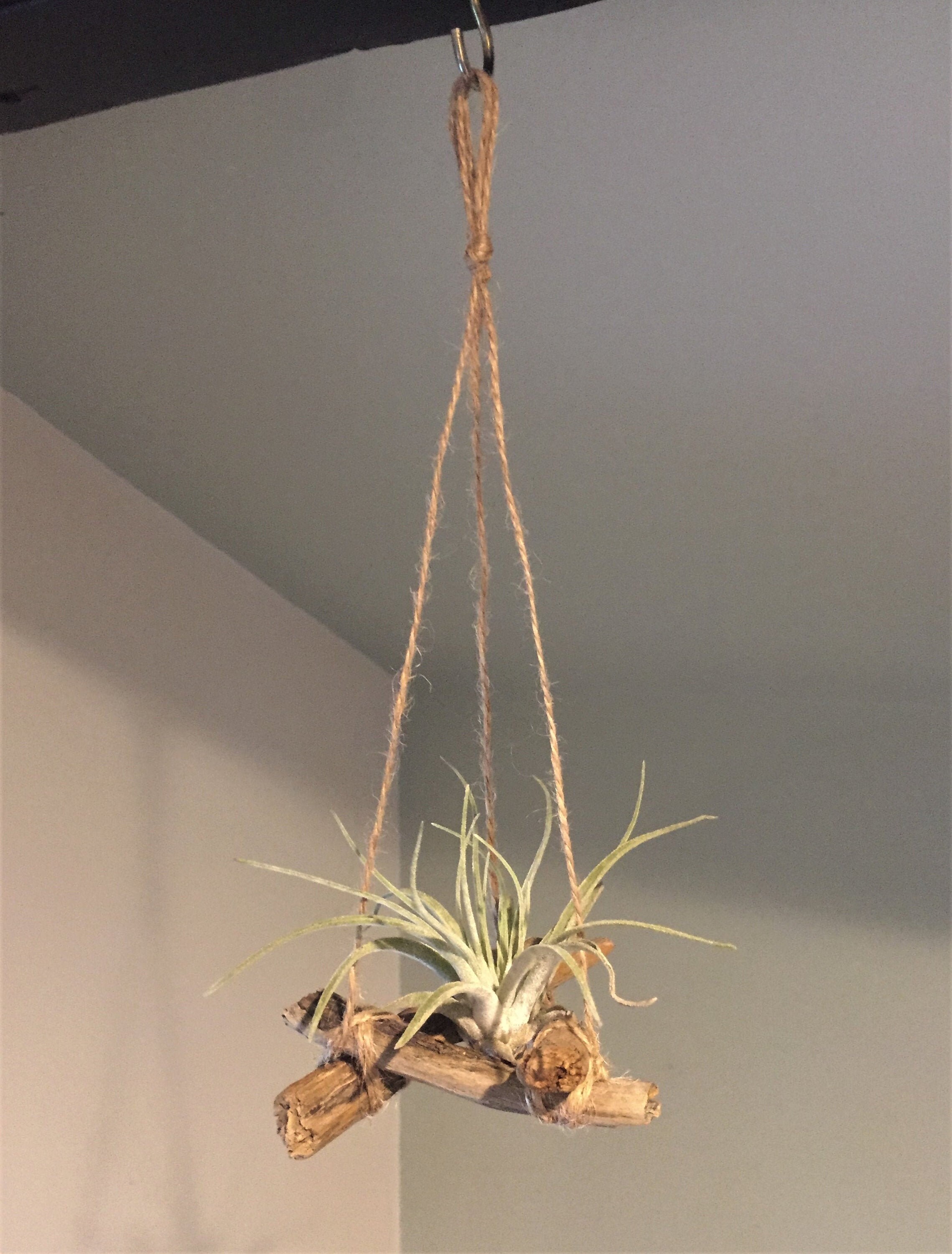 Driftwood Air Plant Hanger Natural Hessian Twine Airplant Etsy