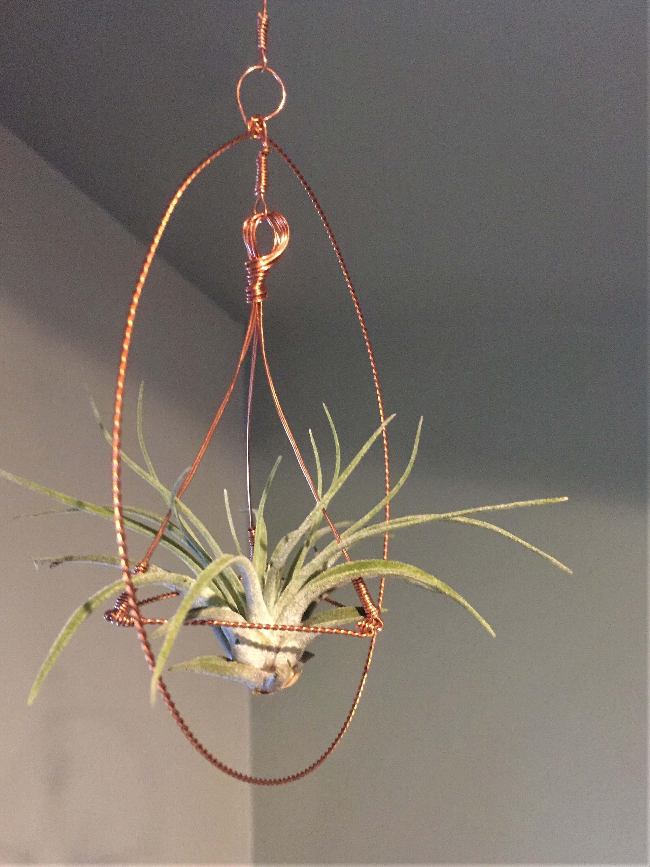 Copper Wire Air Plant Hanger Tillandsia Plant Holder Etsy