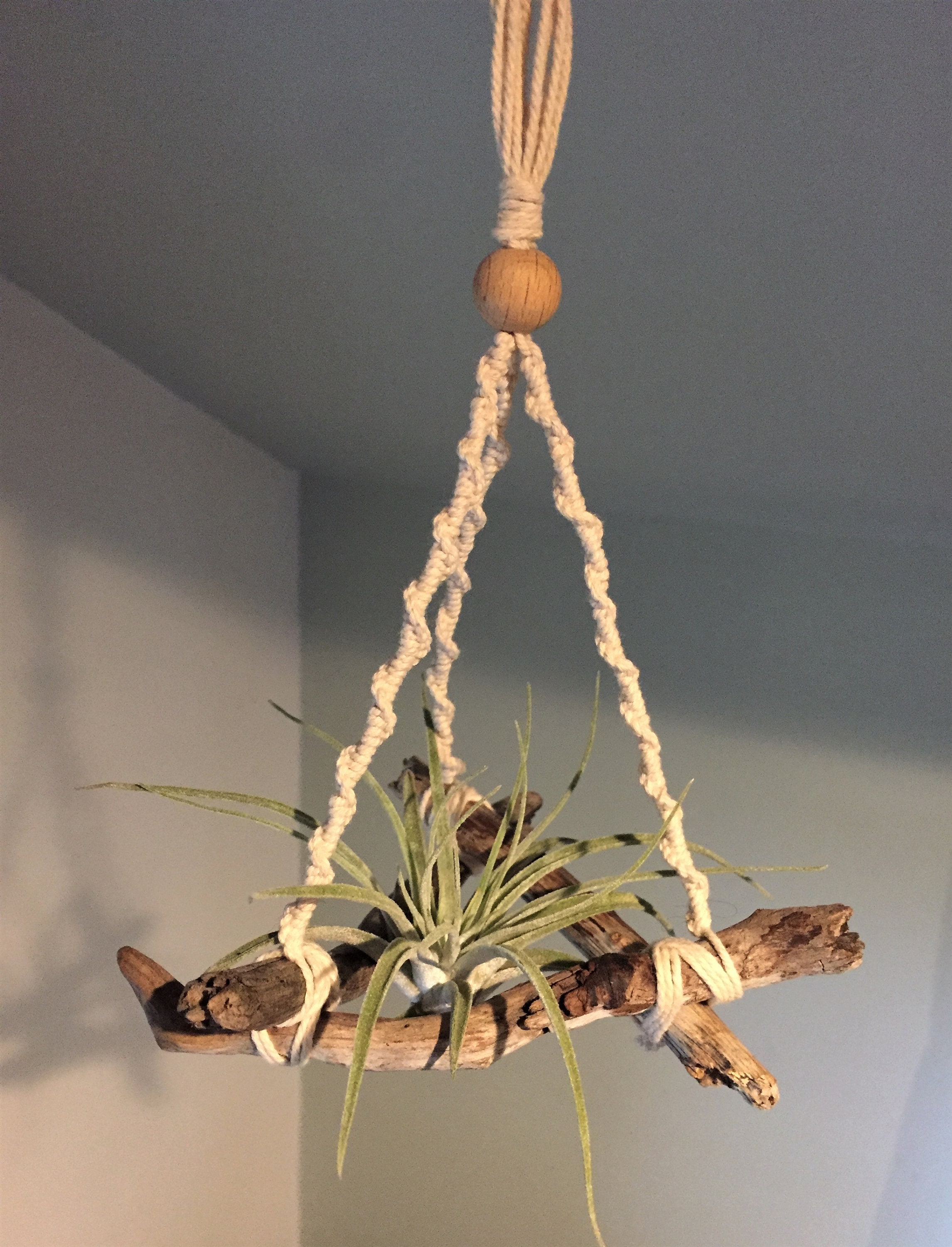 Driftwood & Macrame Air Plant Hanger WITH or WITHOUT Live Etsy
