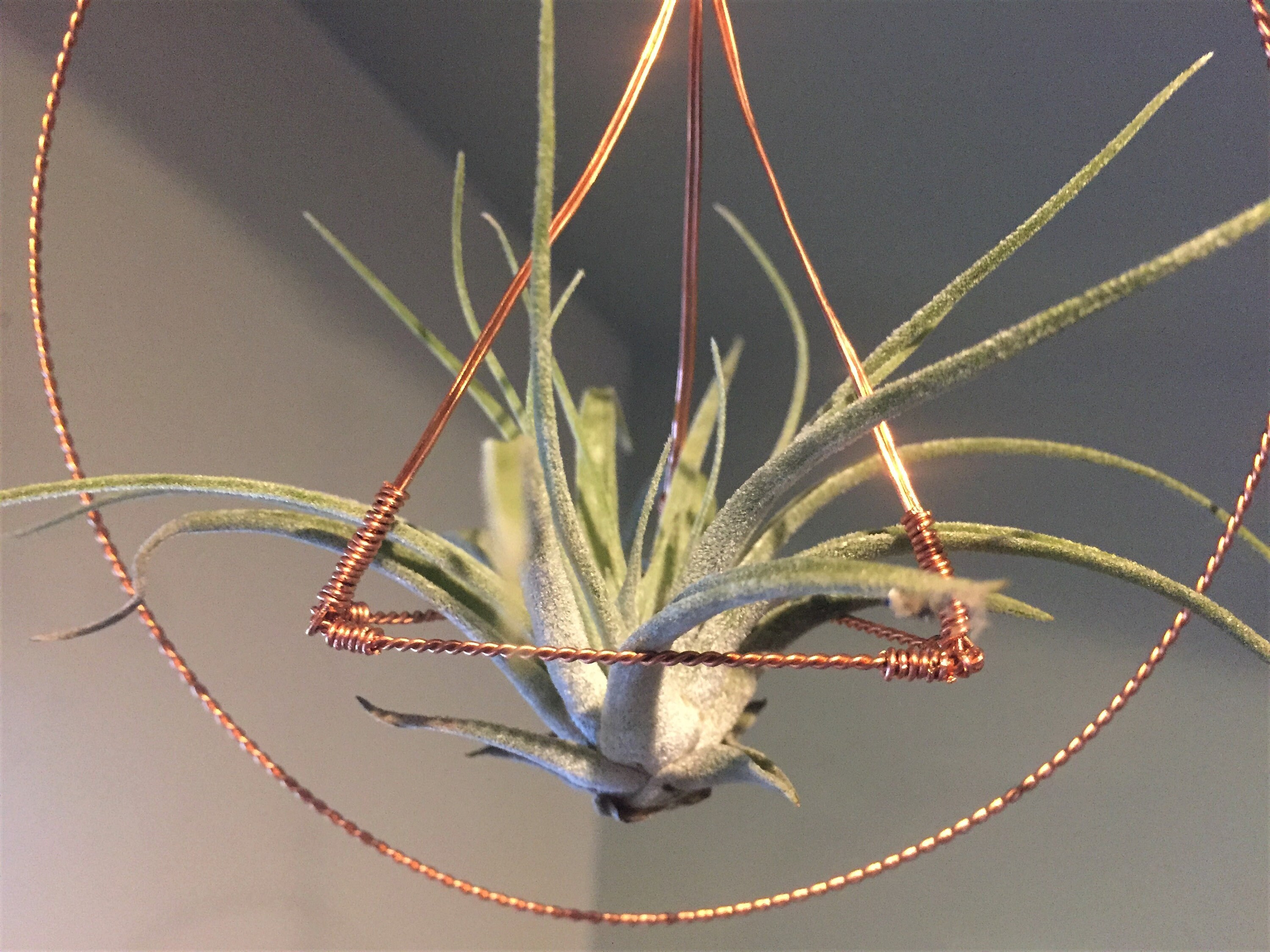 Copper Wire Air Plant Hanger Tillandsia Plant Holder Etsy