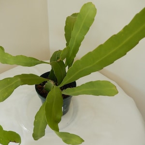 Queen Of The Night Orchid Cactus Epiphyllum Oxypetalum Rooted In 4&quot; Pot Tag #67