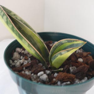 Sansevieria Masoniana Variegated Whale Fin Rooted In 4&quot; Pot Tag #70