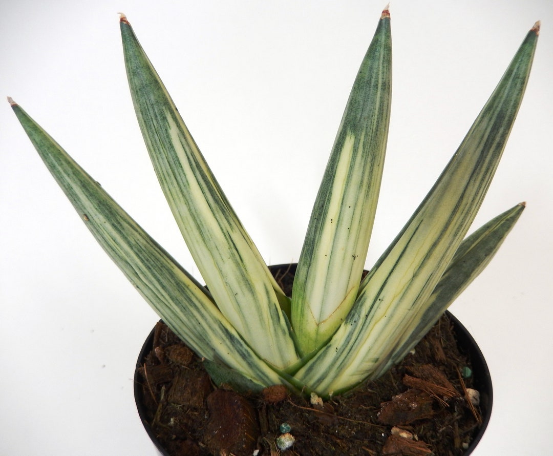 Sansevieria Cylindrica Variegated Starfish Rooted in 4 Pot Tag 56 Etsy