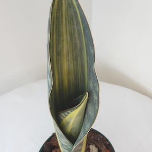 Sansevieria Masoniana Variegated Whale Fin Rooted In 4&quot; Pot Tag #72