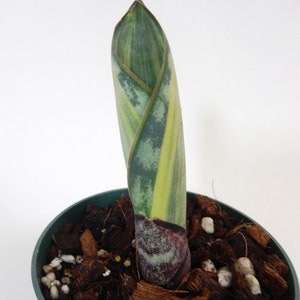 Sansevieria Masoniana Variegated Whale Fin Rooted In 4" Pot Tag #23