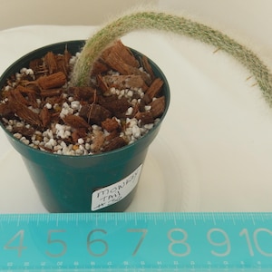 May include: A green plastic pot containing a single long, fuzzy, light green monkey tail cactus stem planted in wood chips and perlite. A white label on the pot reads Monkey Tail #36. A blue ruler shows the scale in inches at the bottom.