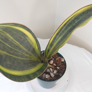 Sansevieria Masoniana Variegated Whale Fin Rooted In 4&quot; Pot Tag #69