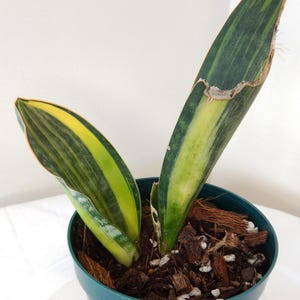 Sansevieria Masoniana Variegated Whale Fin Rooted In 4&quot; Pot Tag #74