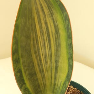 Sansevieria Masoniana Variegated Whale Fin Rooted In 4&quot; Pot Tag #73
