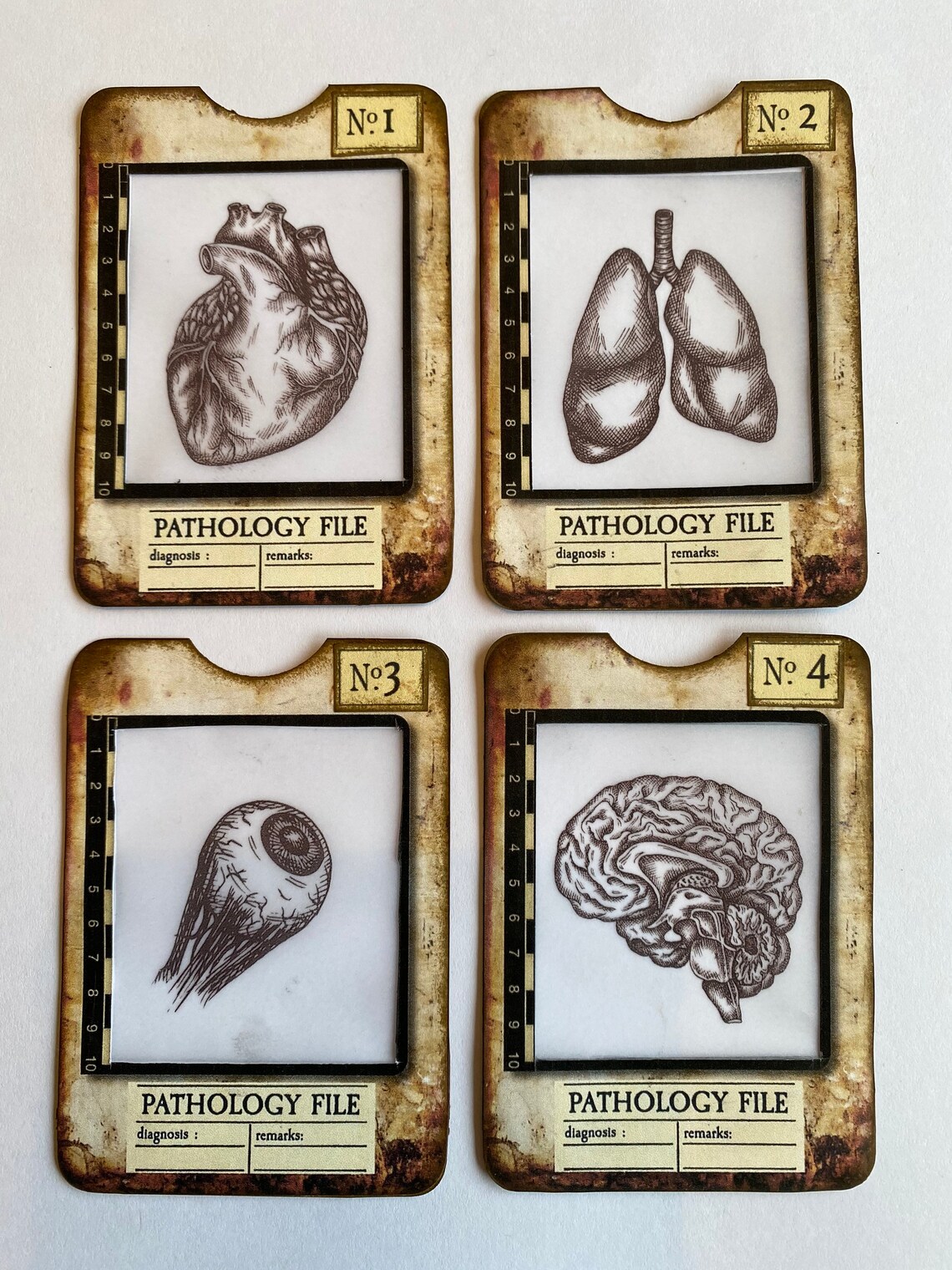 Grungy Human Organ Specimen Cards Etsy