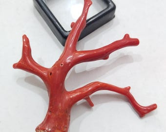 Vintage Italian Red Coral Branch, Polished Gemstone for Jewelry Making