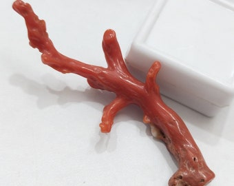 Natural Red Coral Branch: Mediterranean Gemstone for Jewelry Making