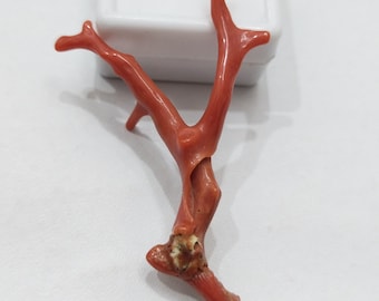 Branche de corail rouge naturel : pierre précieuse italienne non teintée pour bijoux