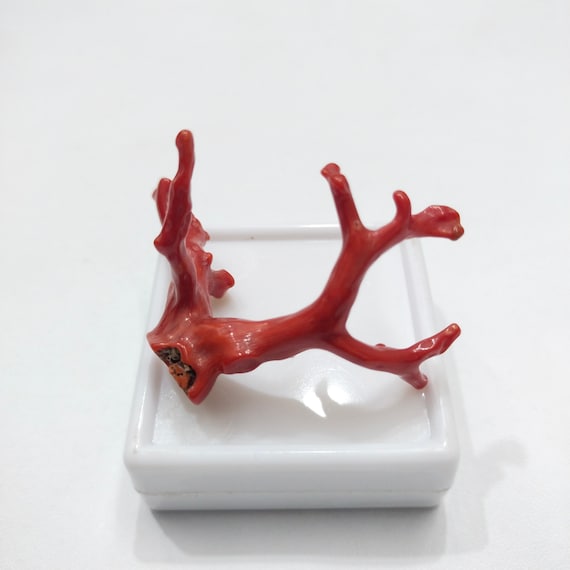Branche De Corail Rouge Naturel D'Italie - Pierre Précieuse 50 Carats - Neuf Sans Emballage