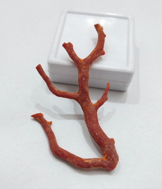 Branche De Corail Rouge Naturel Italien - Lot De 5 Pierres Précieuses 24 Carats - Certifié IGI