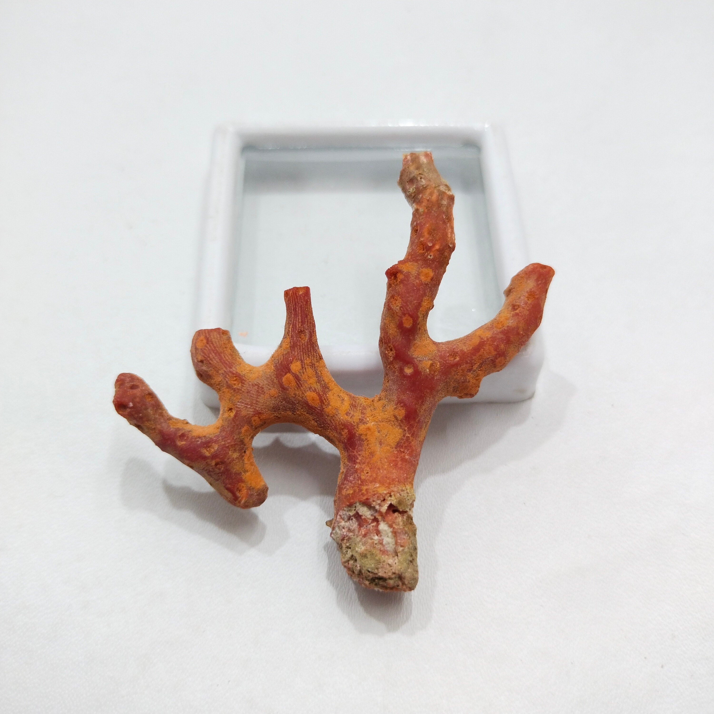Branche De Corail Rouge Naturel Précieuse - 4 Pièces 12.25 Carats, Origine Italie