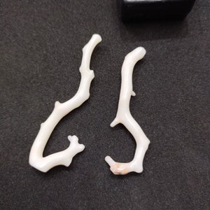 Pu&ograve; includere: Due rami di corallo bianco con una forma naturale e organica. I rami sono lisci e hanno una struttura delicata e intricata.