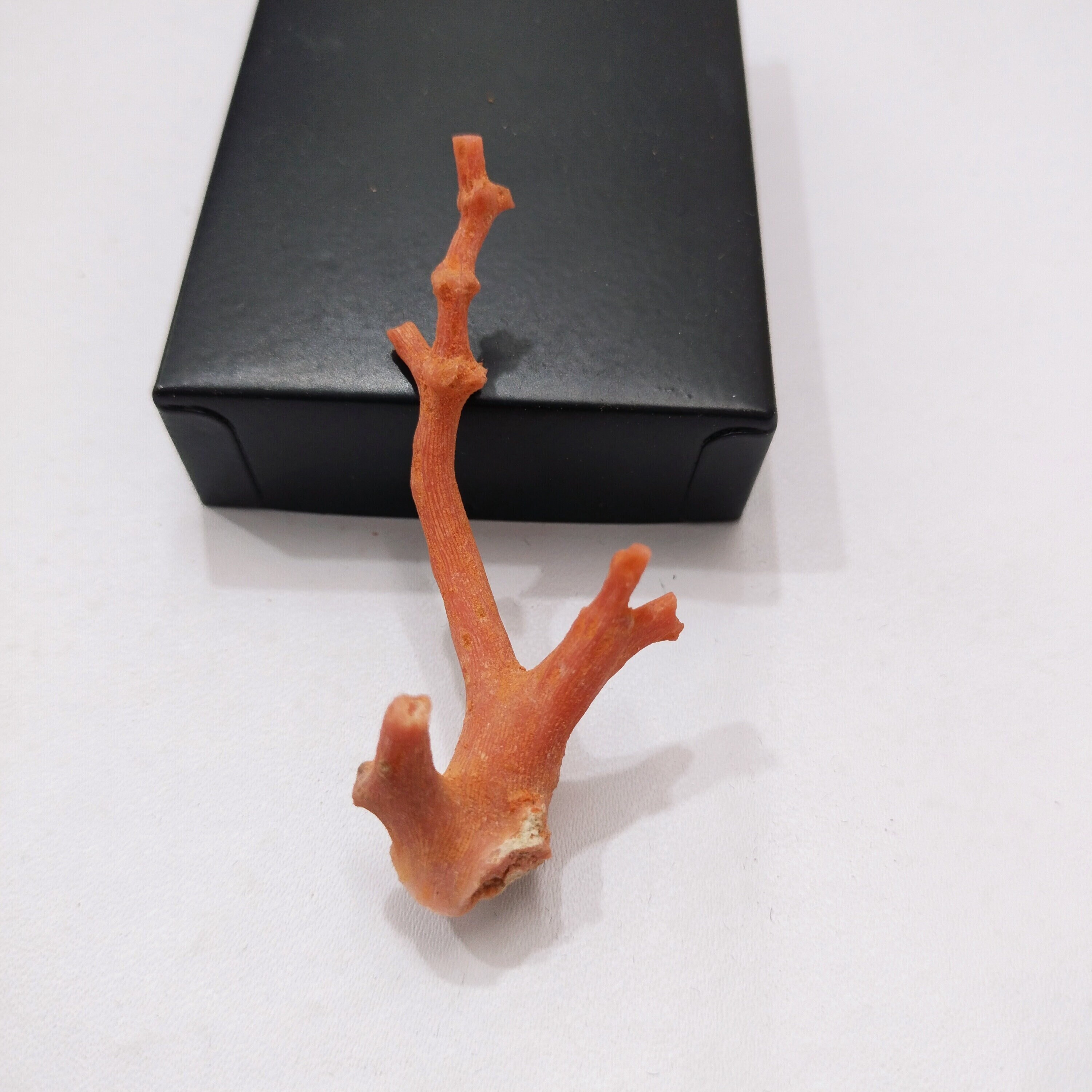 Branche De Corail Rouge Naturel D'Italie - Pierre Précieuse Opaque - Poids ~50 Carats