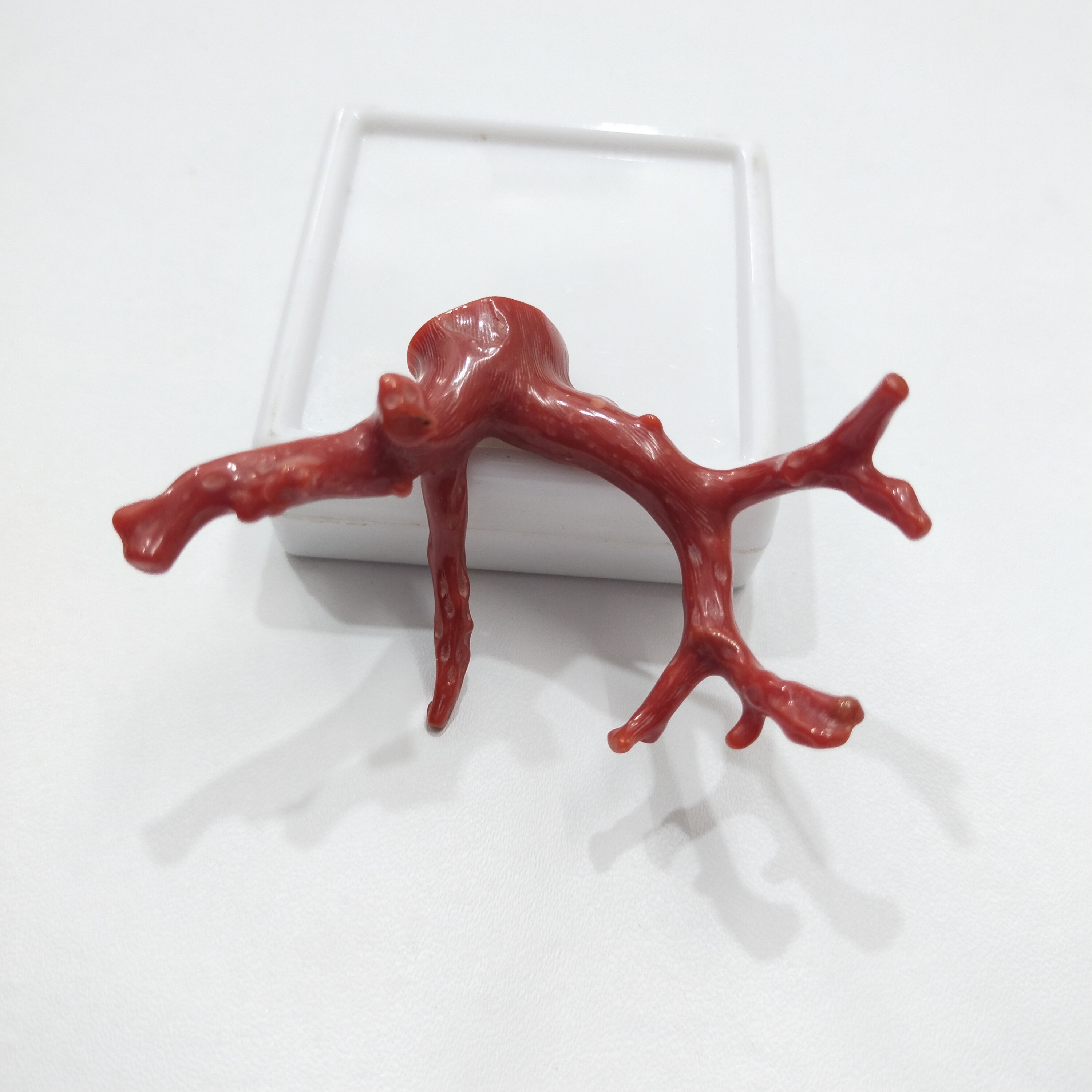 100% Naturel Italien Corail Rouge 4.00 Cts Certifié Perdre Pierre