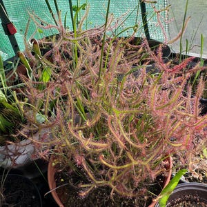 Drosera binata
