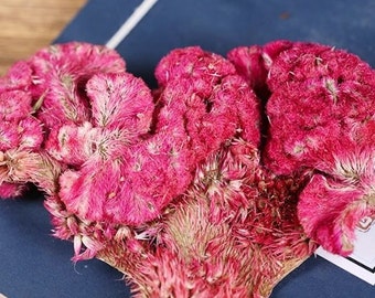 Organic Dried Herba Red Cockscomb Flower Flos Celosiae Cristatae Ji Guan Hua