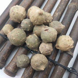 Organiczna suszona galasówka alepska, galasówka turecka, Quercus Infectoria Oliv.