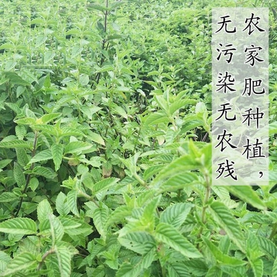 Recommend Organic Mesona Chinensis Leaf, Herba Chinese Mesona Leaf, Herb Mesona  Chinensis, Liang Fen Cao 500g - Etsy