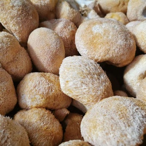 Fungo della criniera di leone essiccato biologico, Hericium Erinaceus, Hou Tou Gu